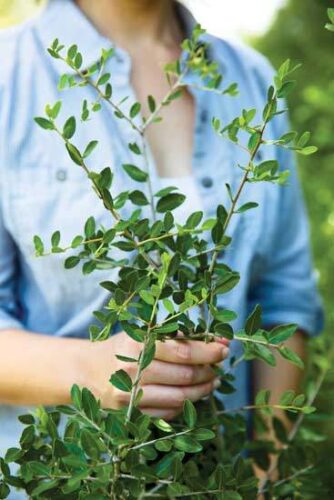 Yaupon: America’s Forgotten Tea